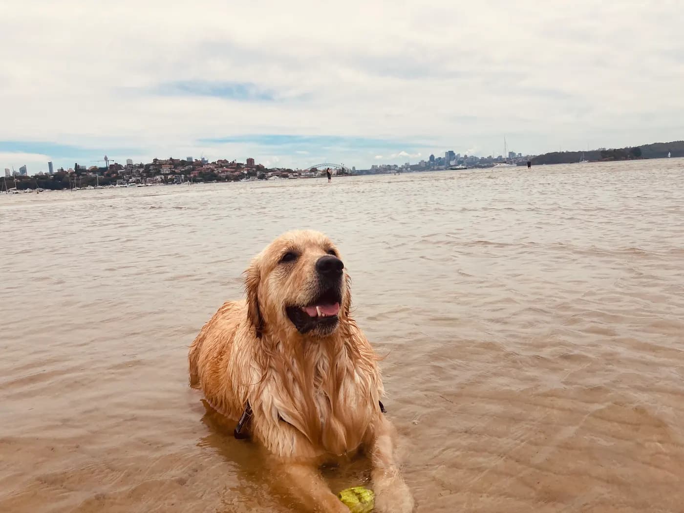 Best Dog Beaches in NSW for Happier Dogs