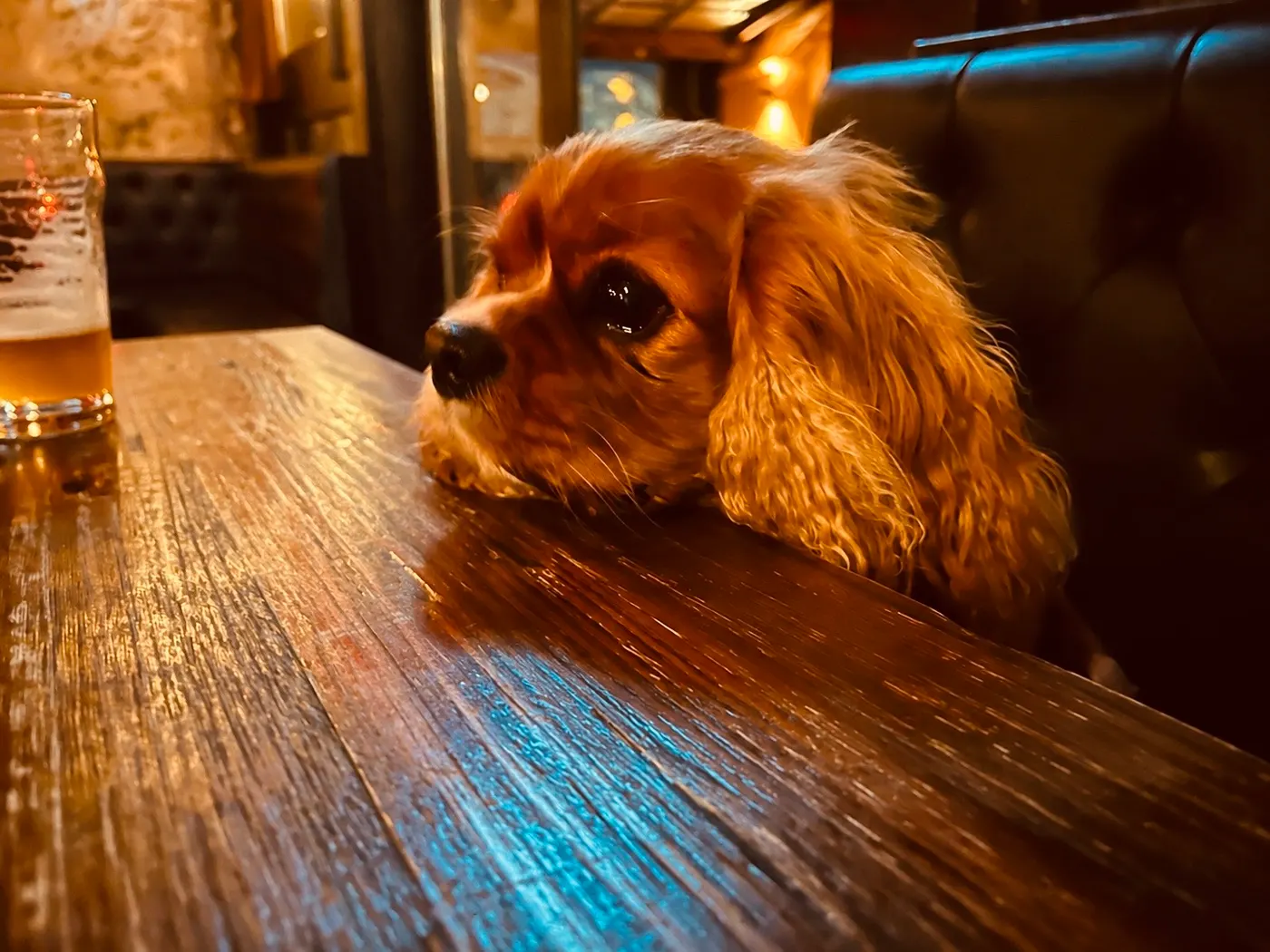 Dog-Friendly Pubs in NSW with Beer Gardens (and Dog Menus)