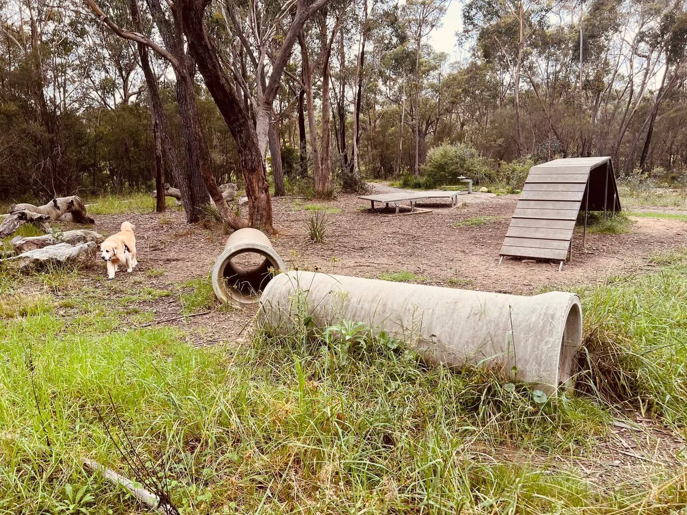 Best Dog Parks in NSW for Happier Dogs