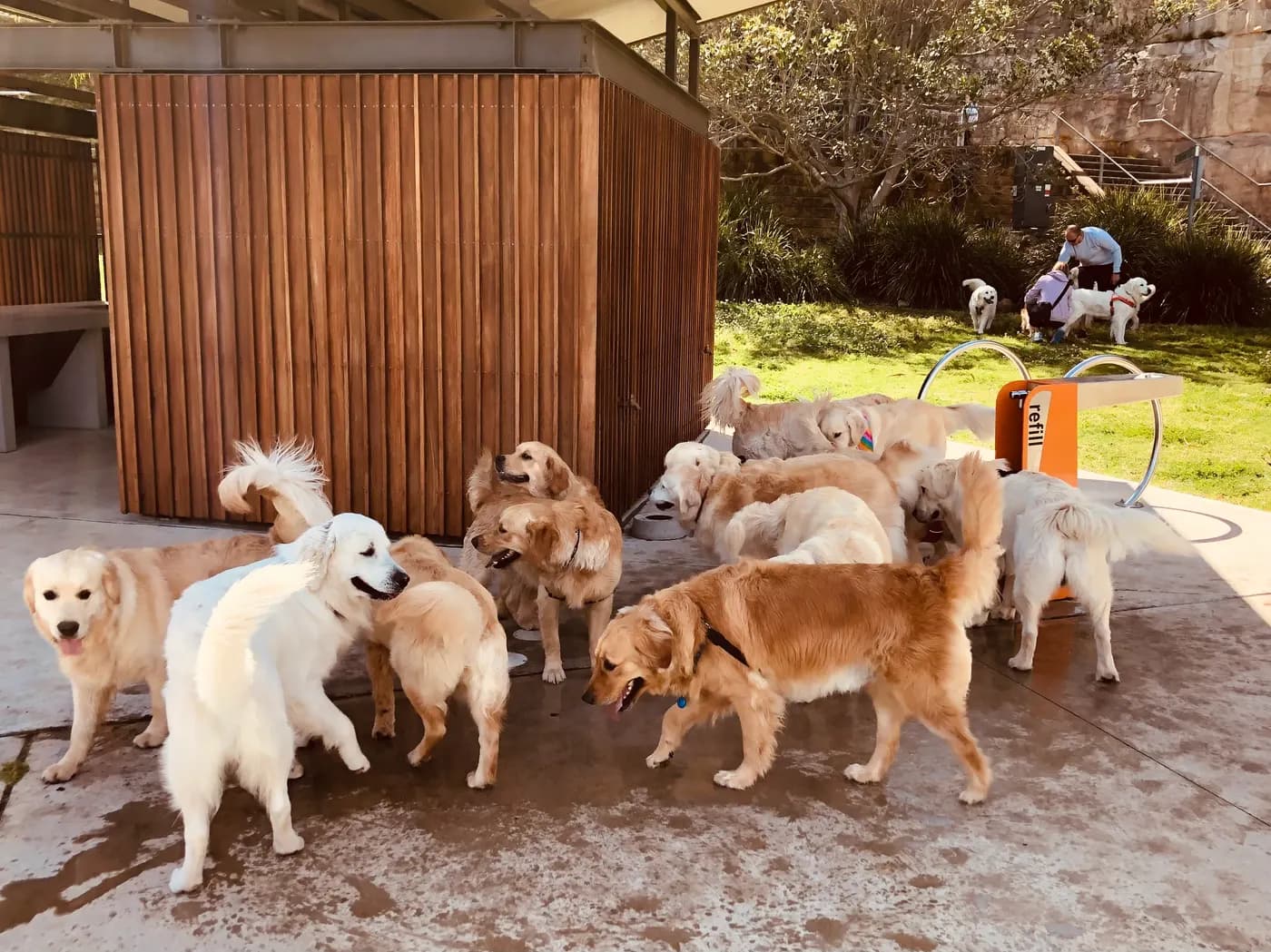 Breed Meetups and Pub Dog Days in Sydney
