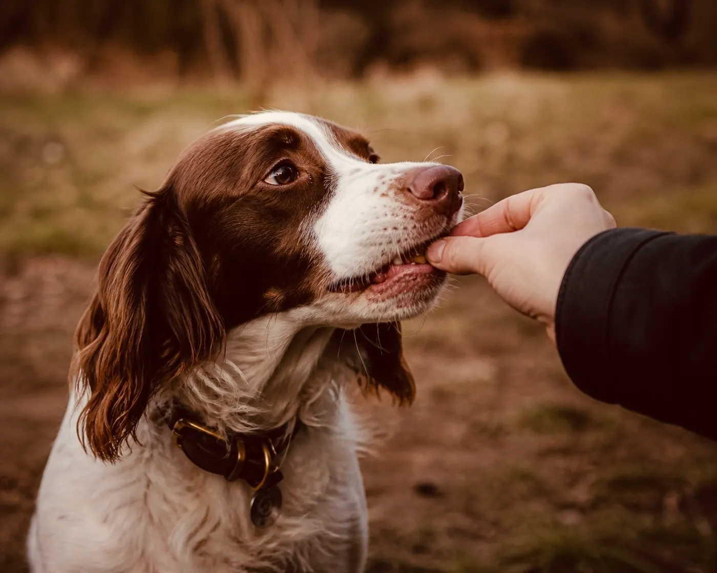 Do Treats Make Dogs Happy — or Just Hungry?