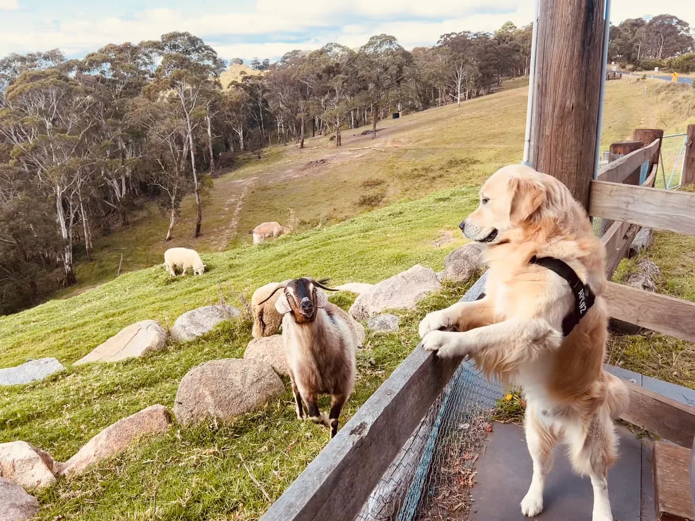 Dogs and Farm Animals: Why It Matters, How to Do It Safely, and Where to Go