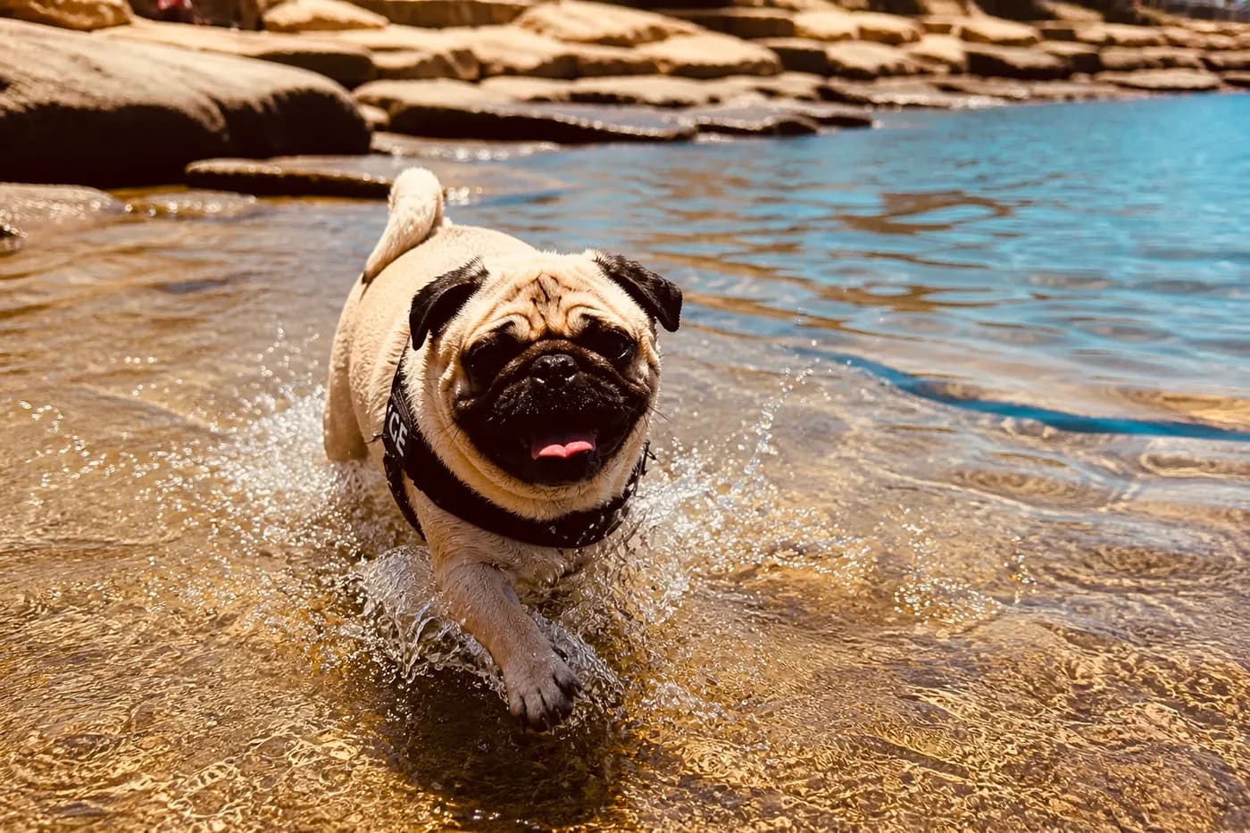Helping Your Dog Love Water