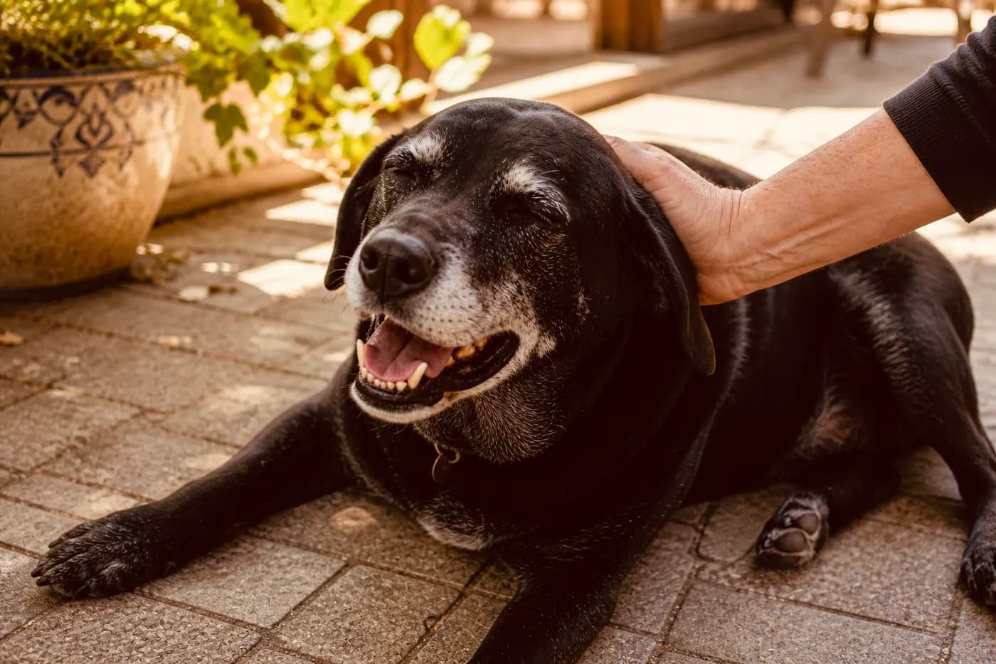 How to Help Your Dog Live a Longer, Happier Life