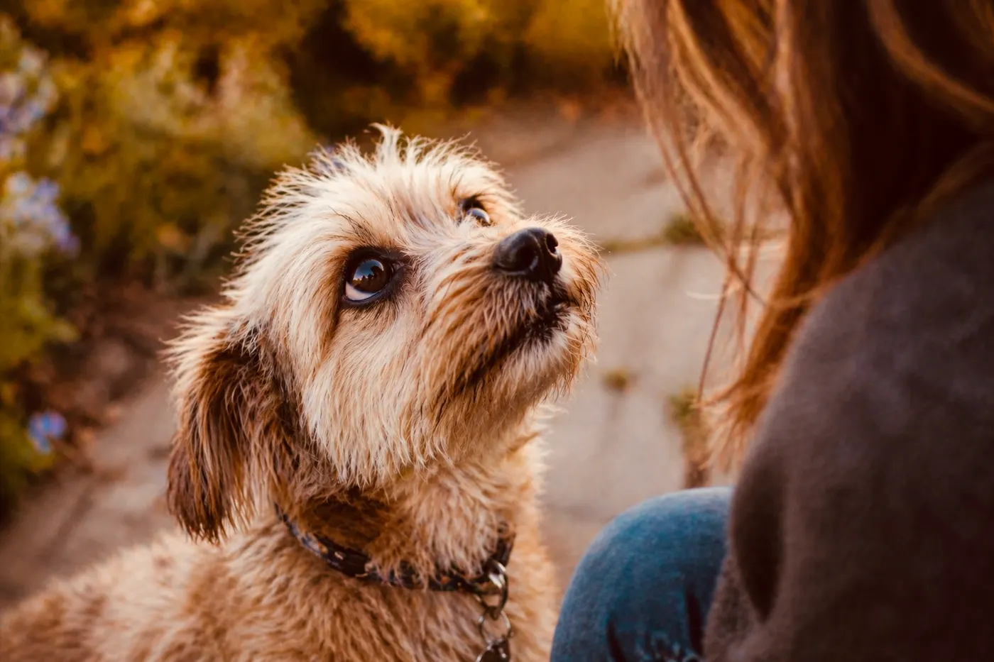 Signs Your Dog Loves You (and How to Love Them Back)