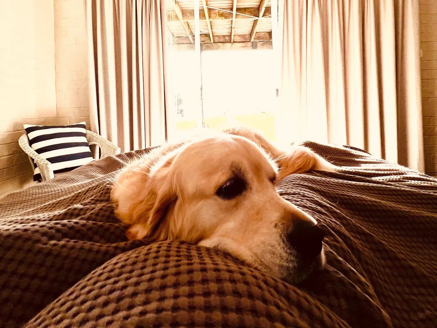 Should Your Dog Sleep in Your Bed?