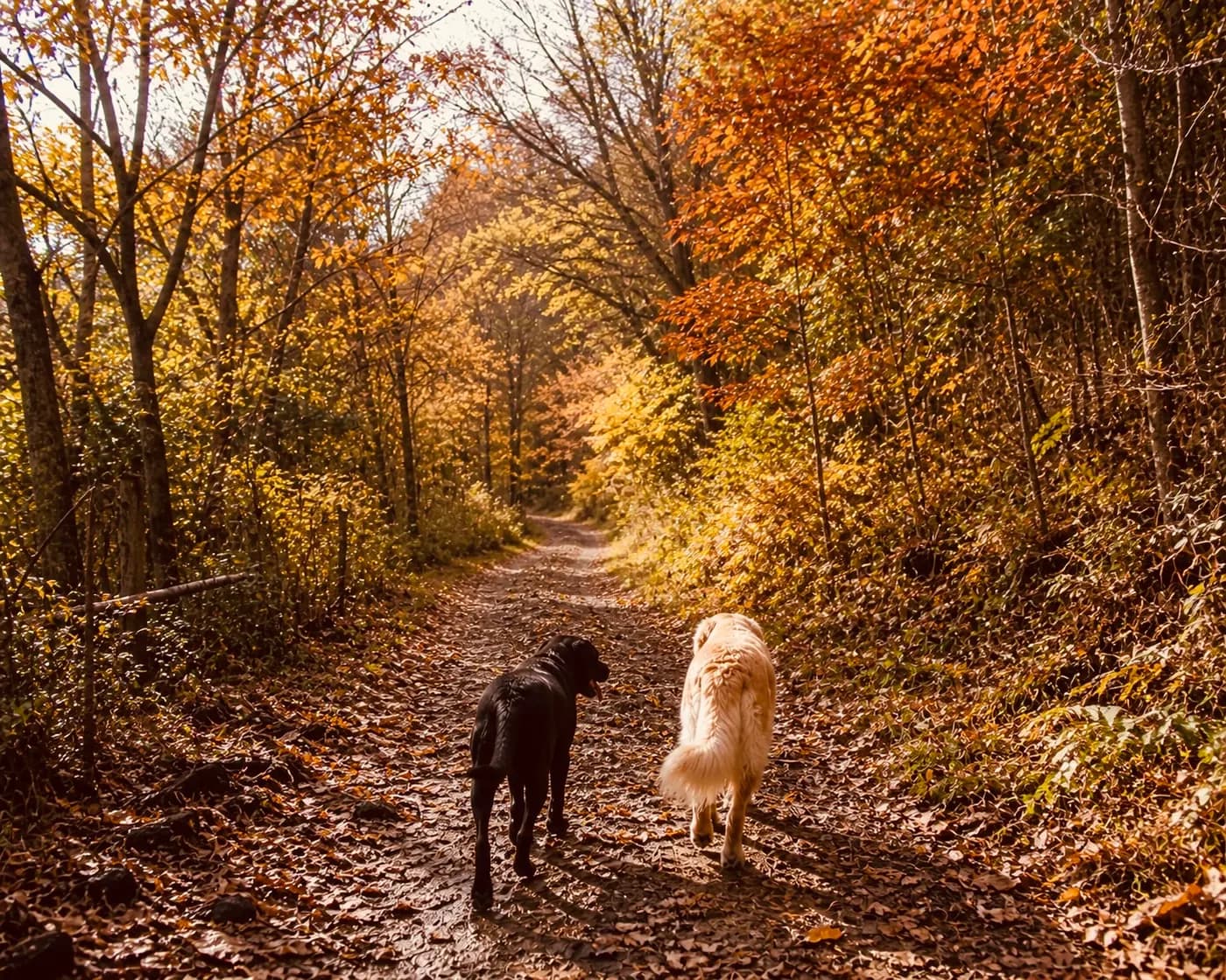 The Year Through Your Dog’s Nose and Paws