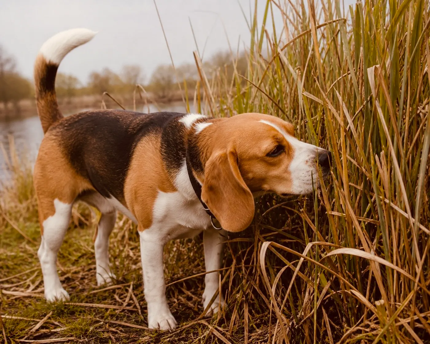 Why Do Dogs Sniff So Much? The Science of the Nose Walk
