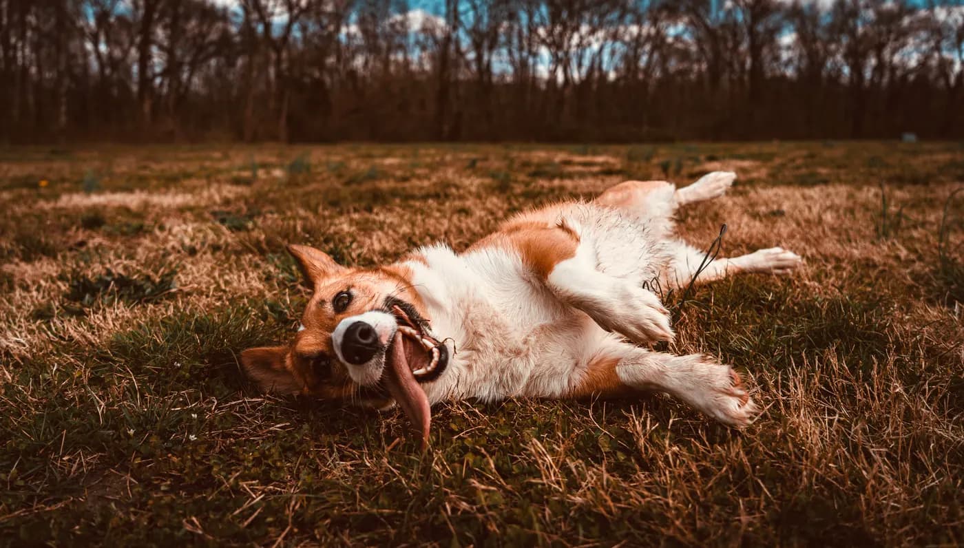 Why Your Dog Rolls in Dead Things (and What It Tells You About Smell)