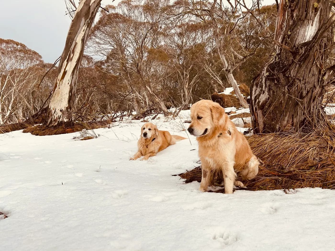 Your Dog’s First Snow Trip: Where to Go and What to Know