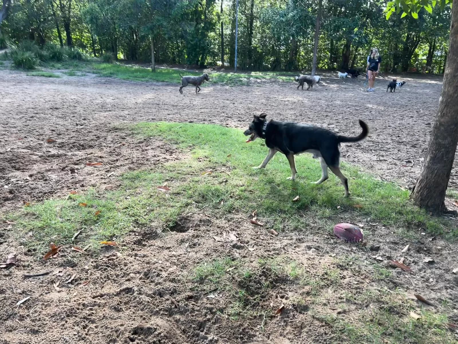 Photo from Enmore Fenced Dog Park in Enmore