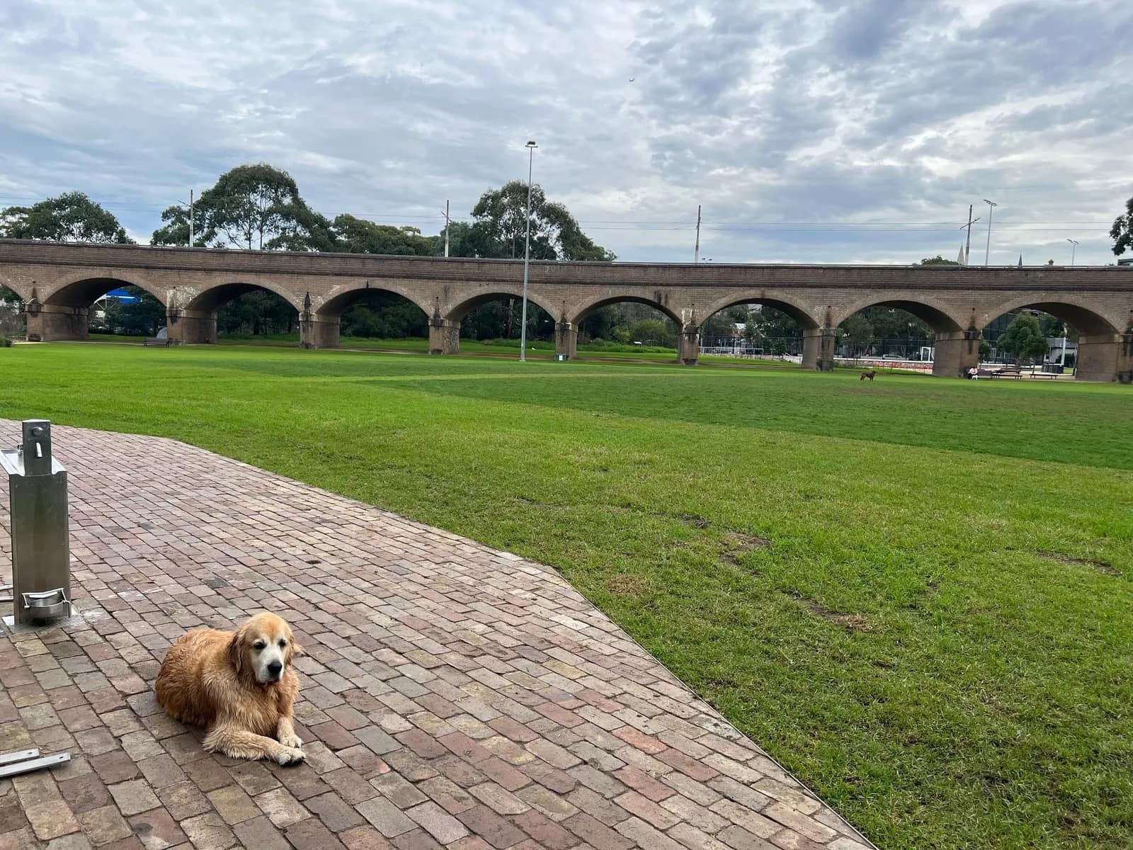 Dog park at Federal Park park in Annandale