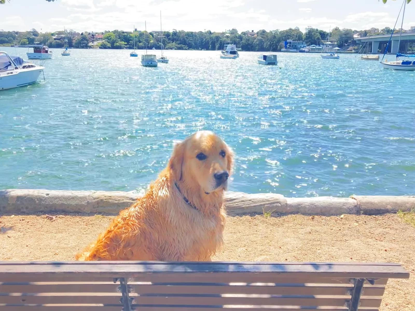 King George Park park in Rozelle