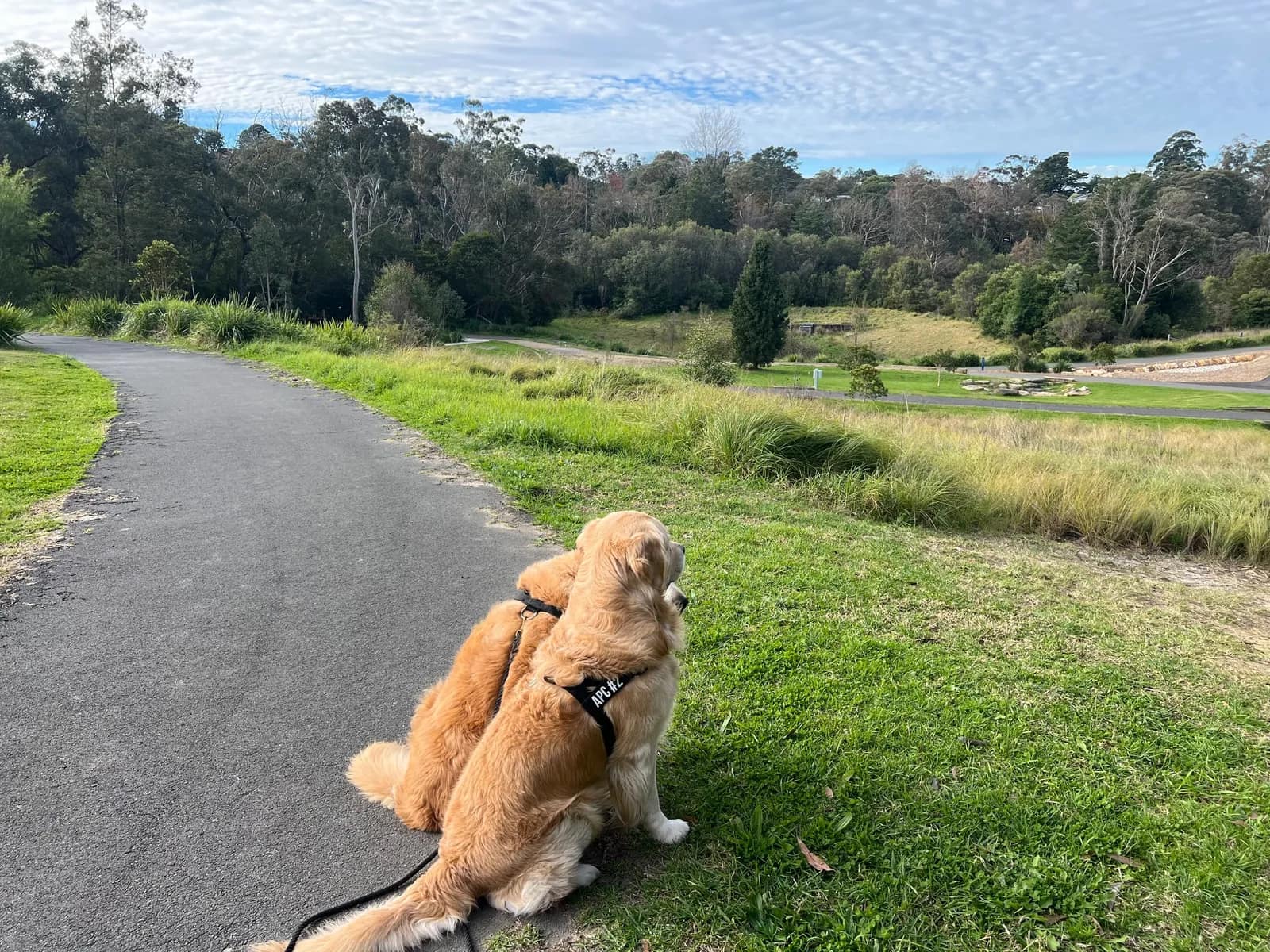 South Lawson Parklands park in Lawson