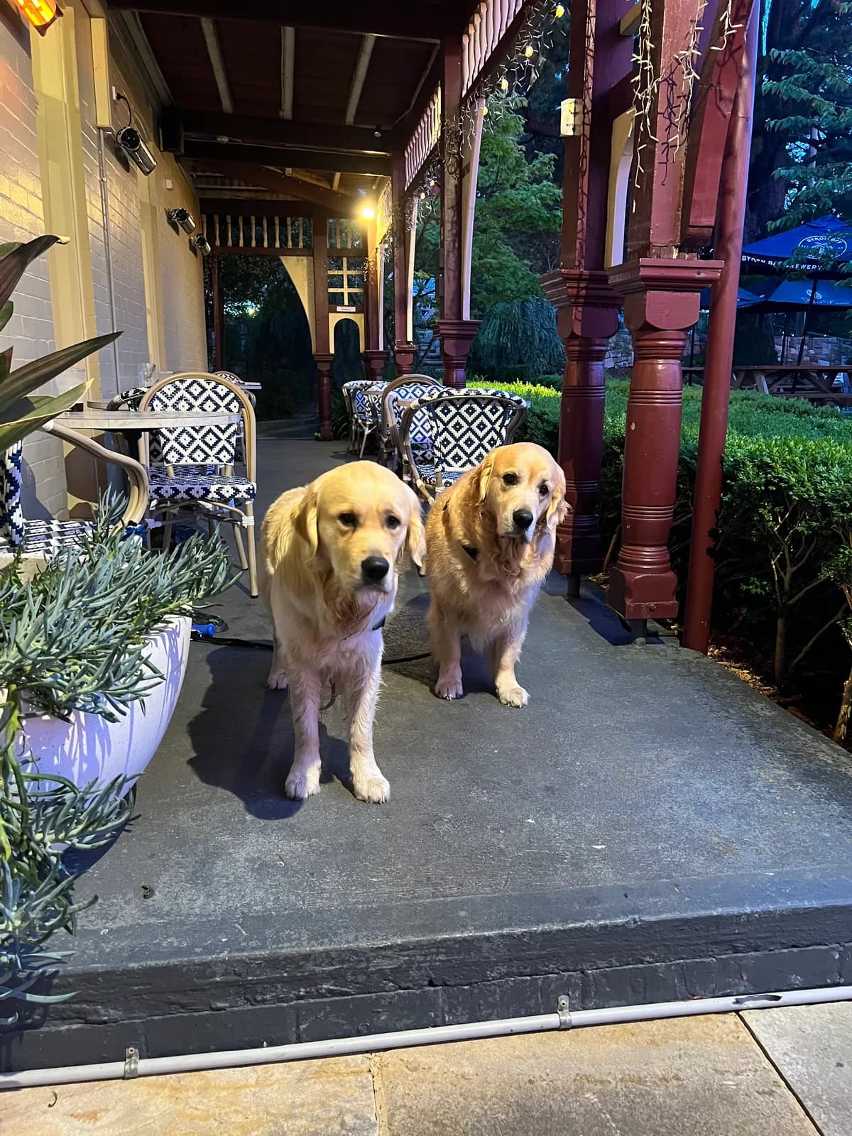Photo from Alexandra Hotel in Leura