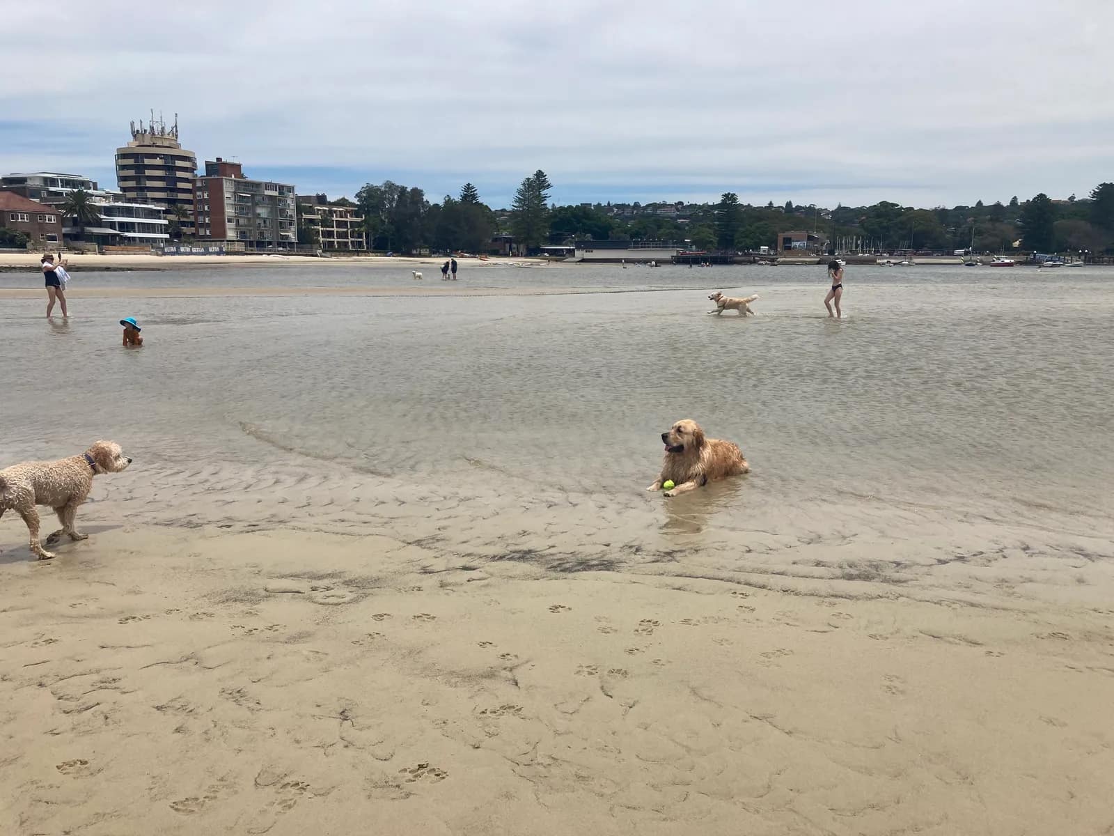 Rose Bay Beach beach in Rose Bay