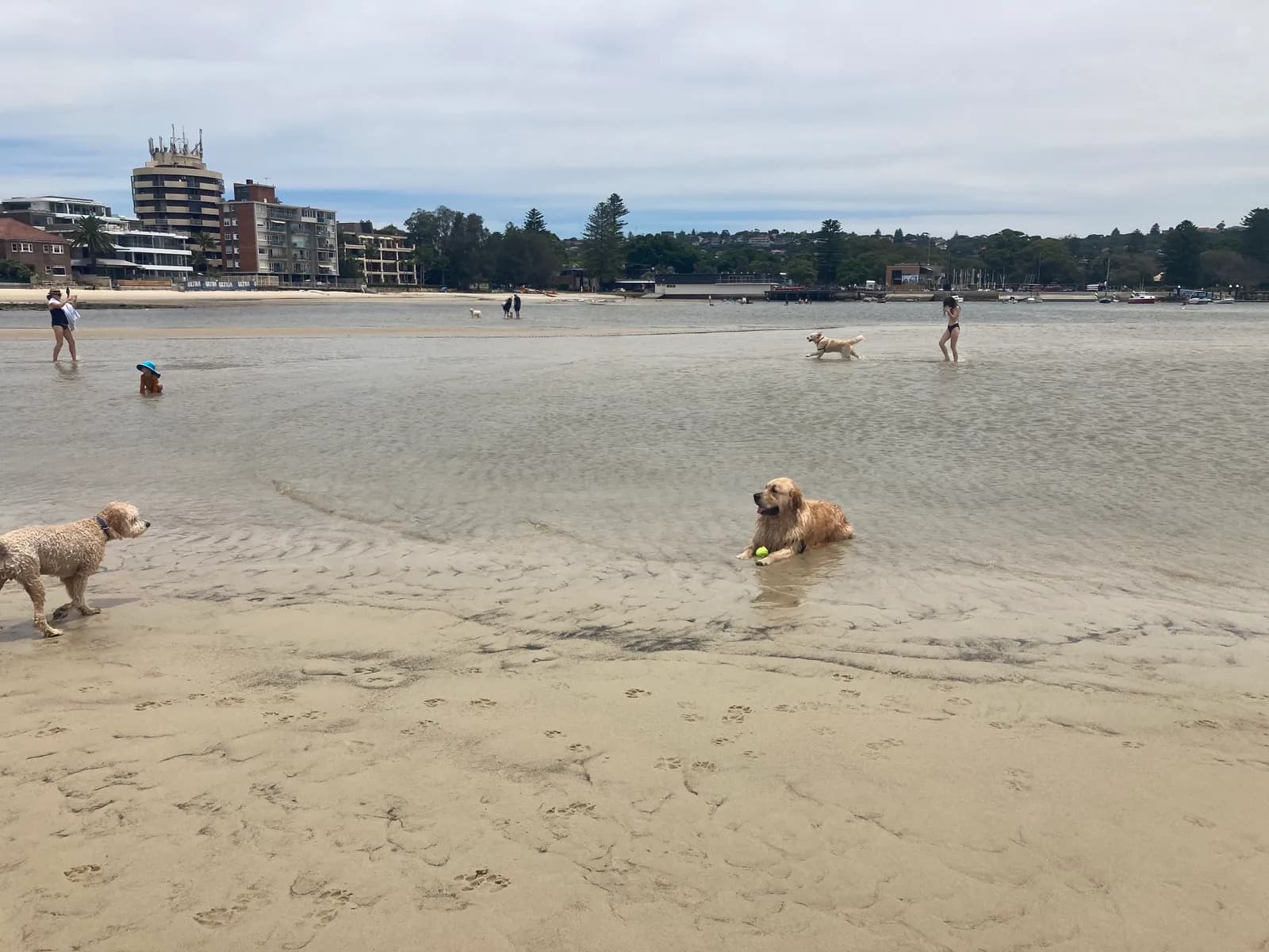 Photo from Rose Bay Beach in Rose Bay