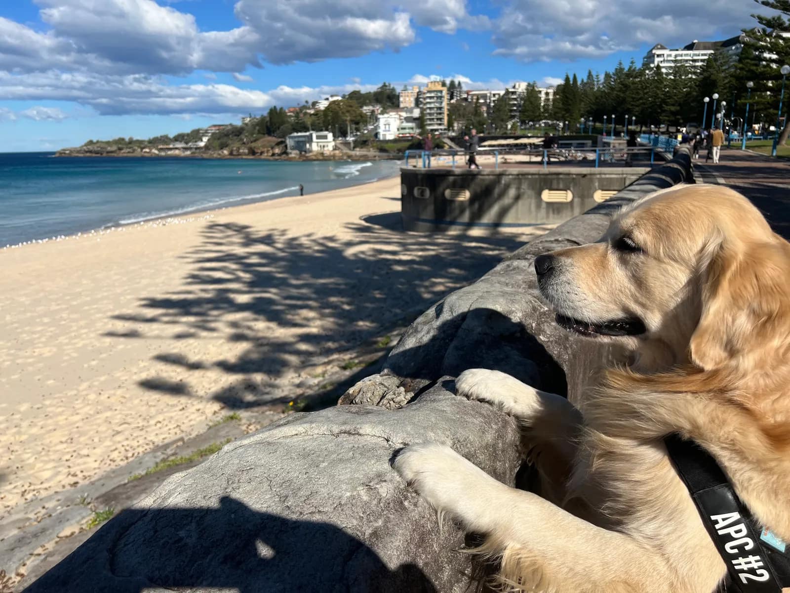 Bondi to Coogee Walk walk in Coogee