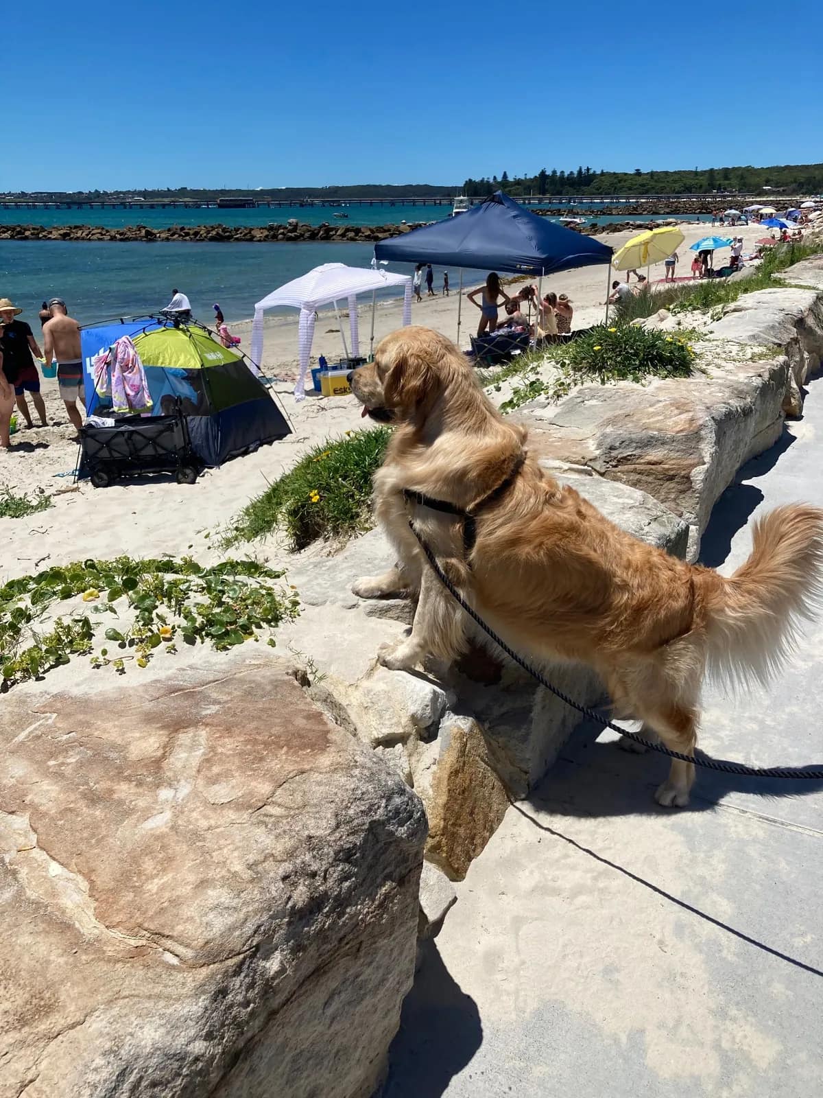 Kurnell Dog Beach beach in Kurnell