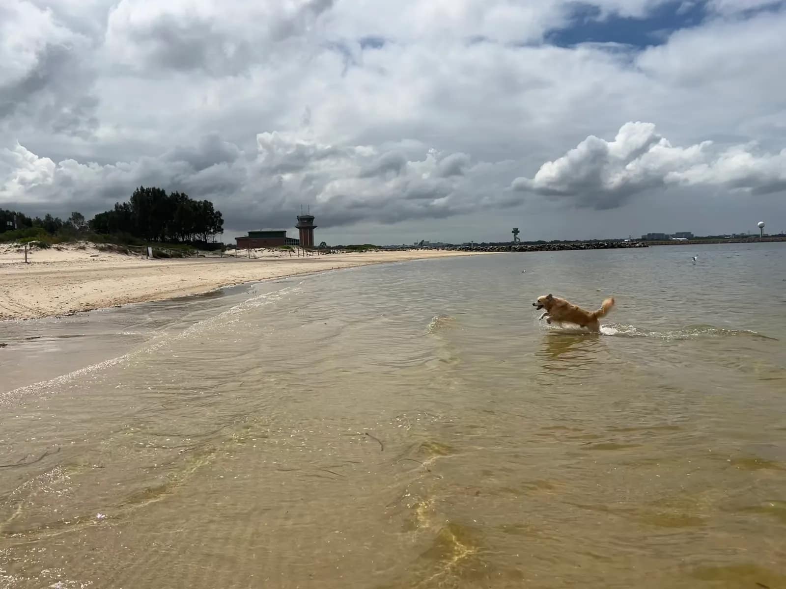 Kyeemagh Off Leash Dog Area beach in Kyeemagh