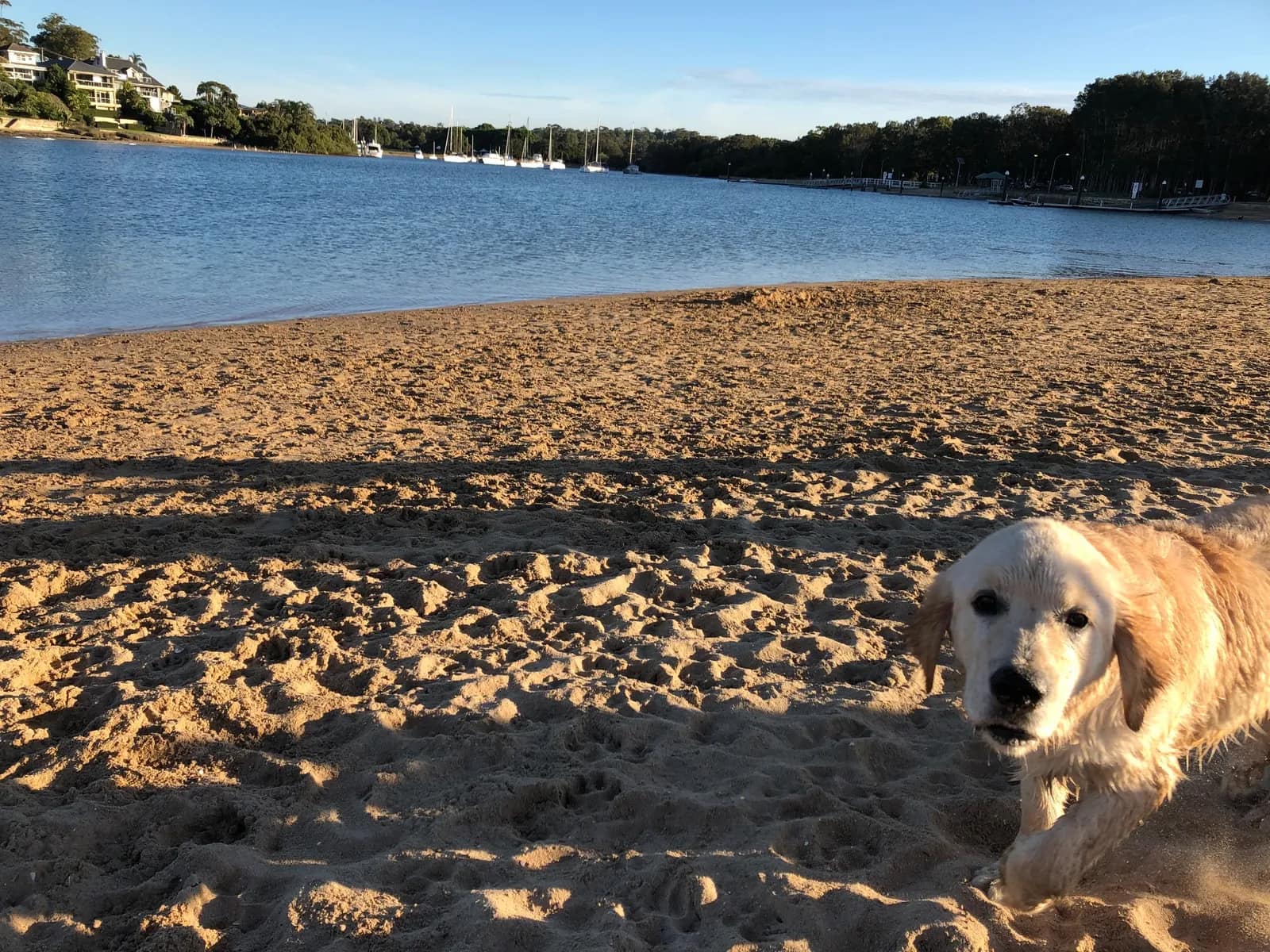 Bayview Dog Park beach in Bayview