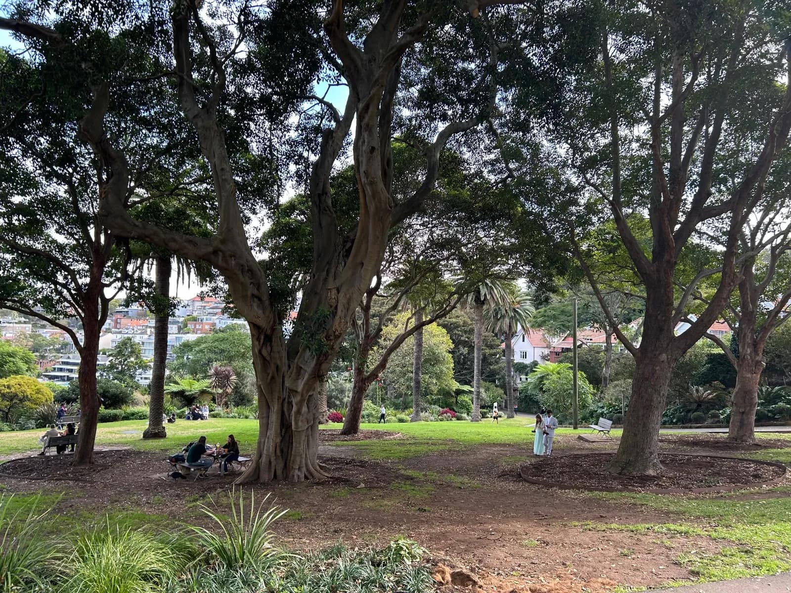 Clark Park park in Milsons Point