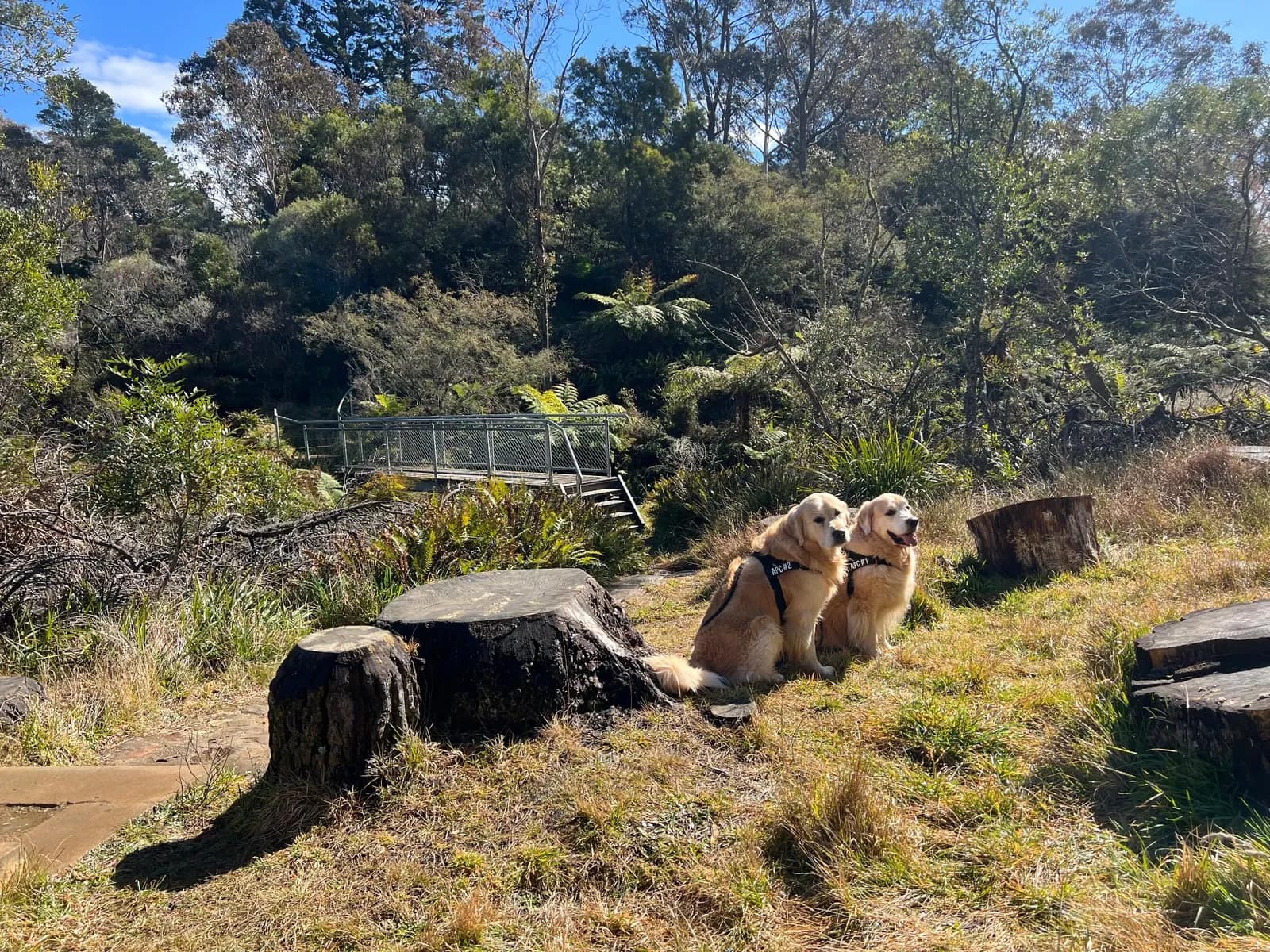 Darwins walk walk in Wentworth Falls