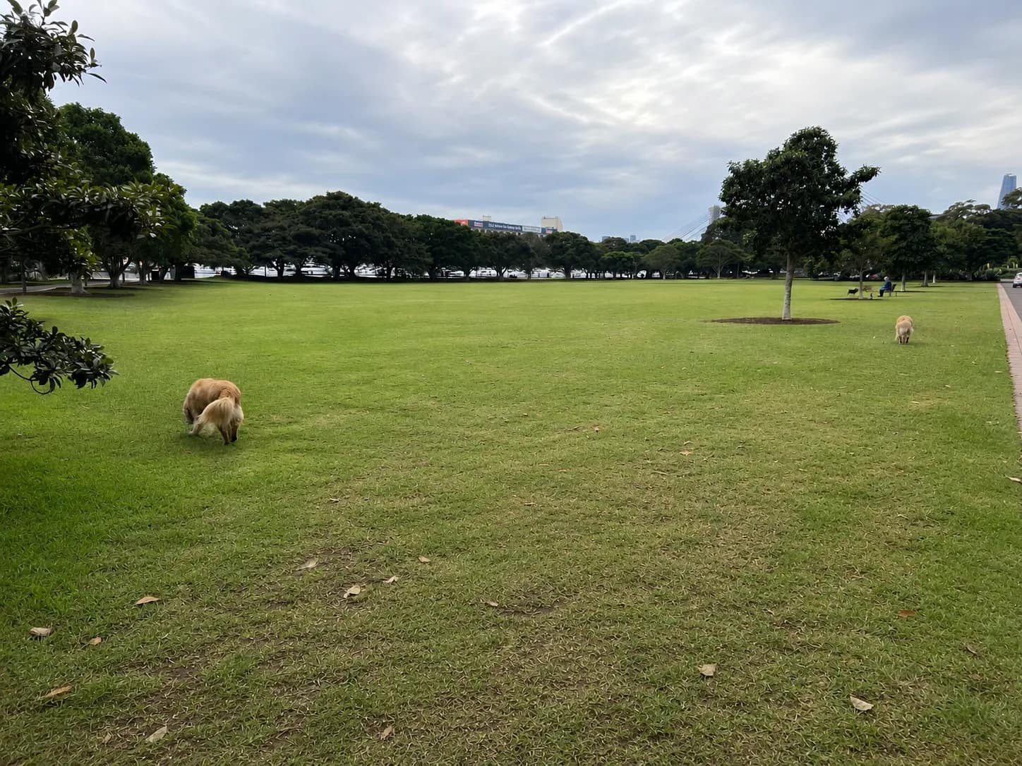 Bicentennial Park park in Glebe