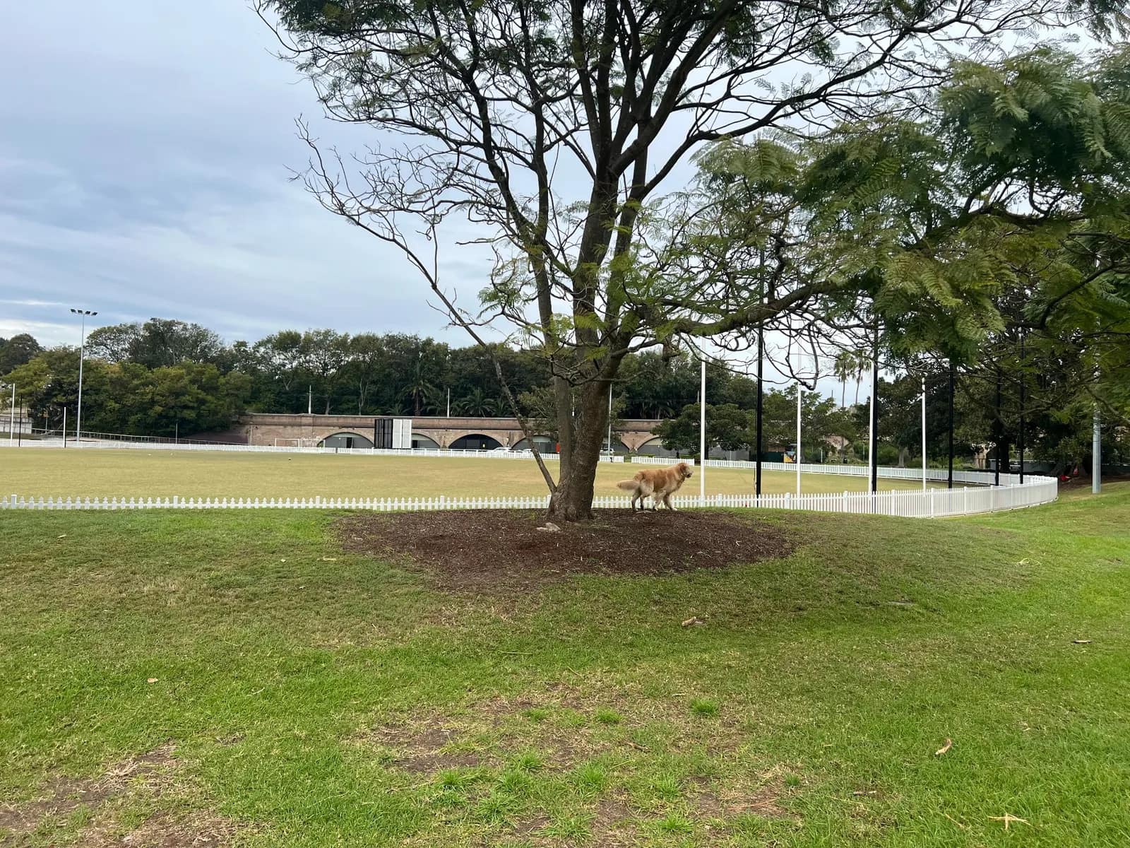 Jubilee Park park in Glebe