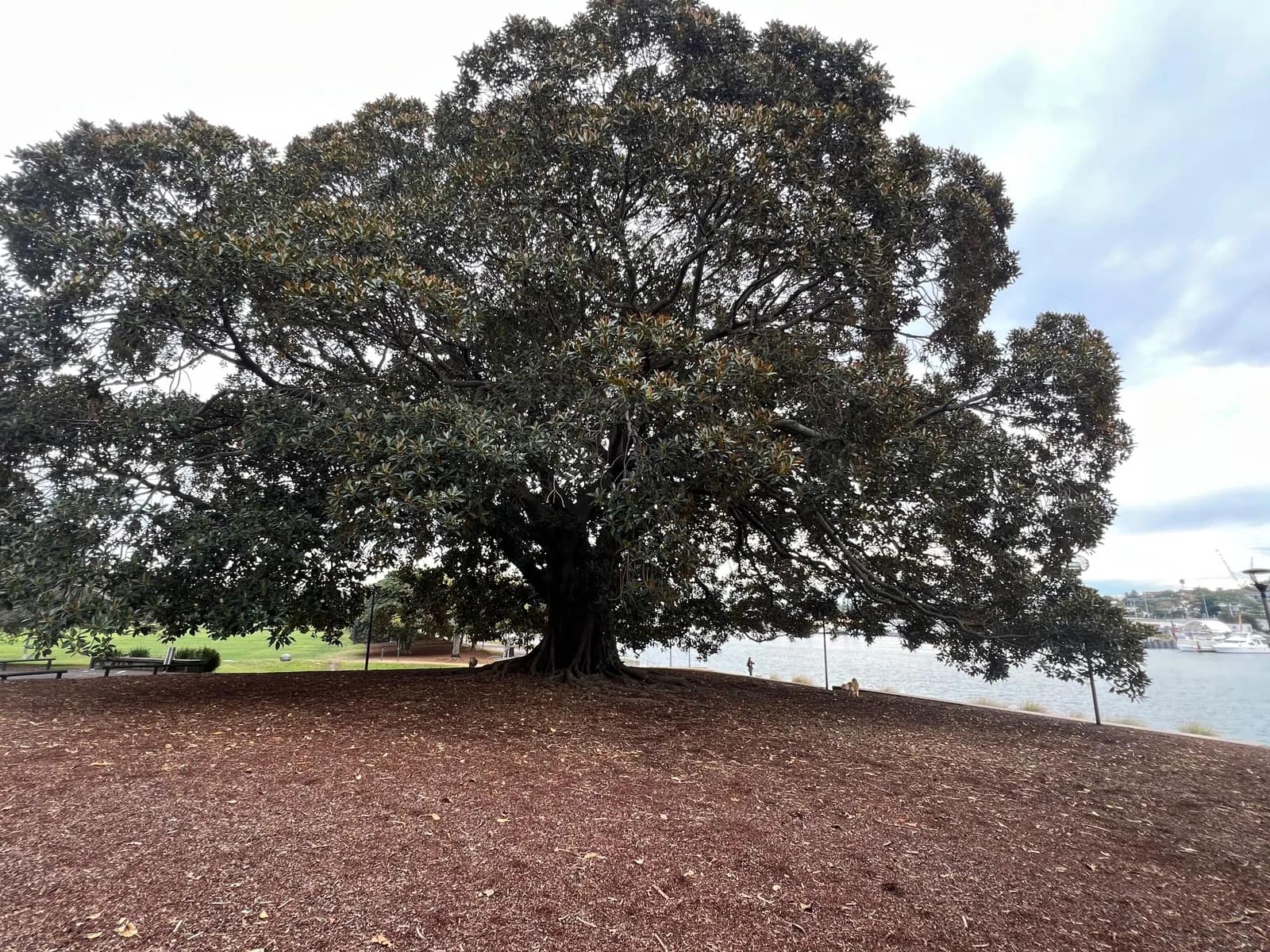 Glebe Fig Trees park in Glebe