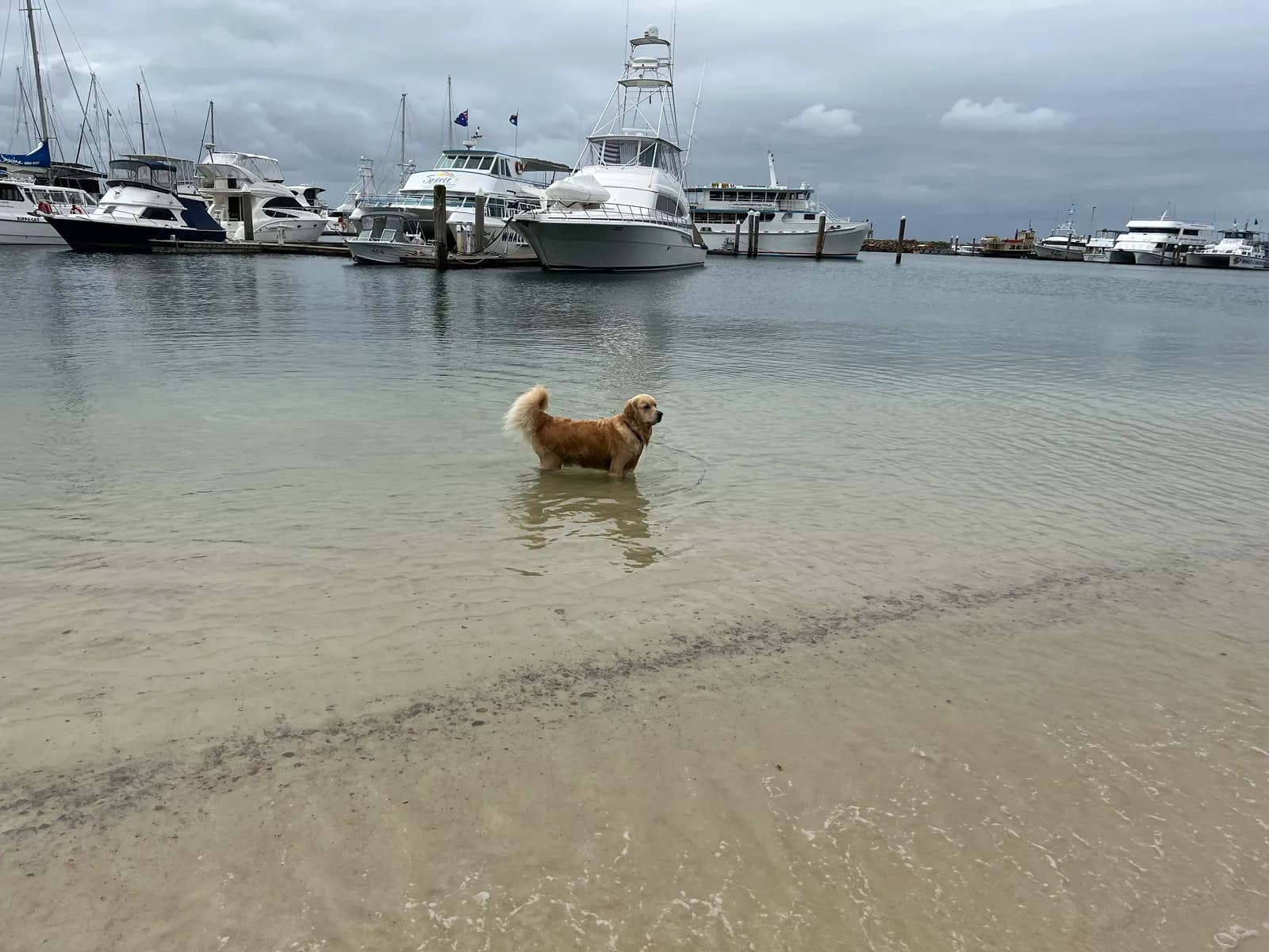 Nelson Bay Beach park in Nelson Bay