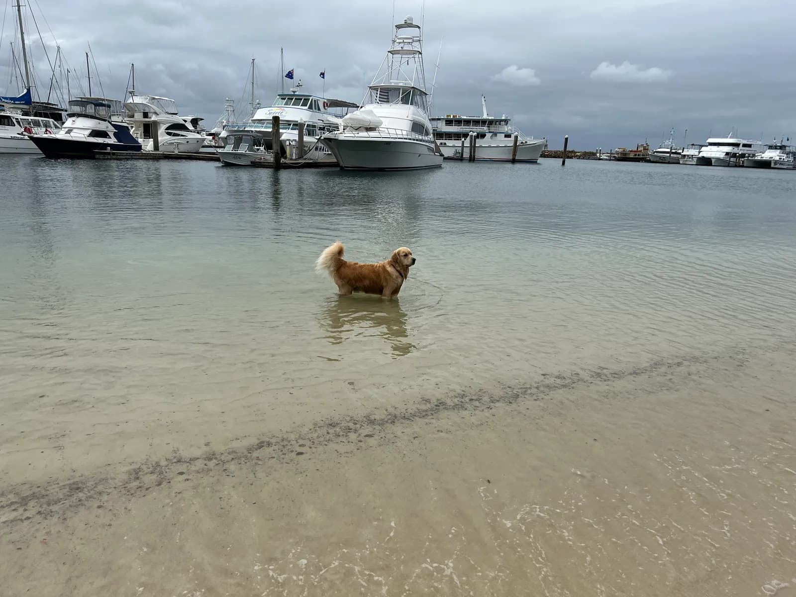 Nelson Bay Beach in Nelson Bay
