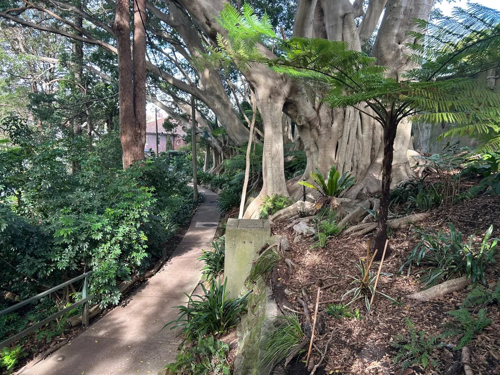 Photo from Harnett Park in Cremorne Point