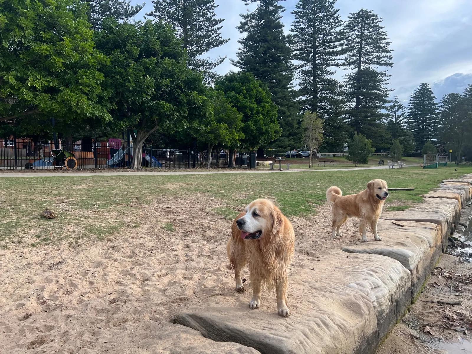 Lagoon Reserve, Queenscliff park in Manly