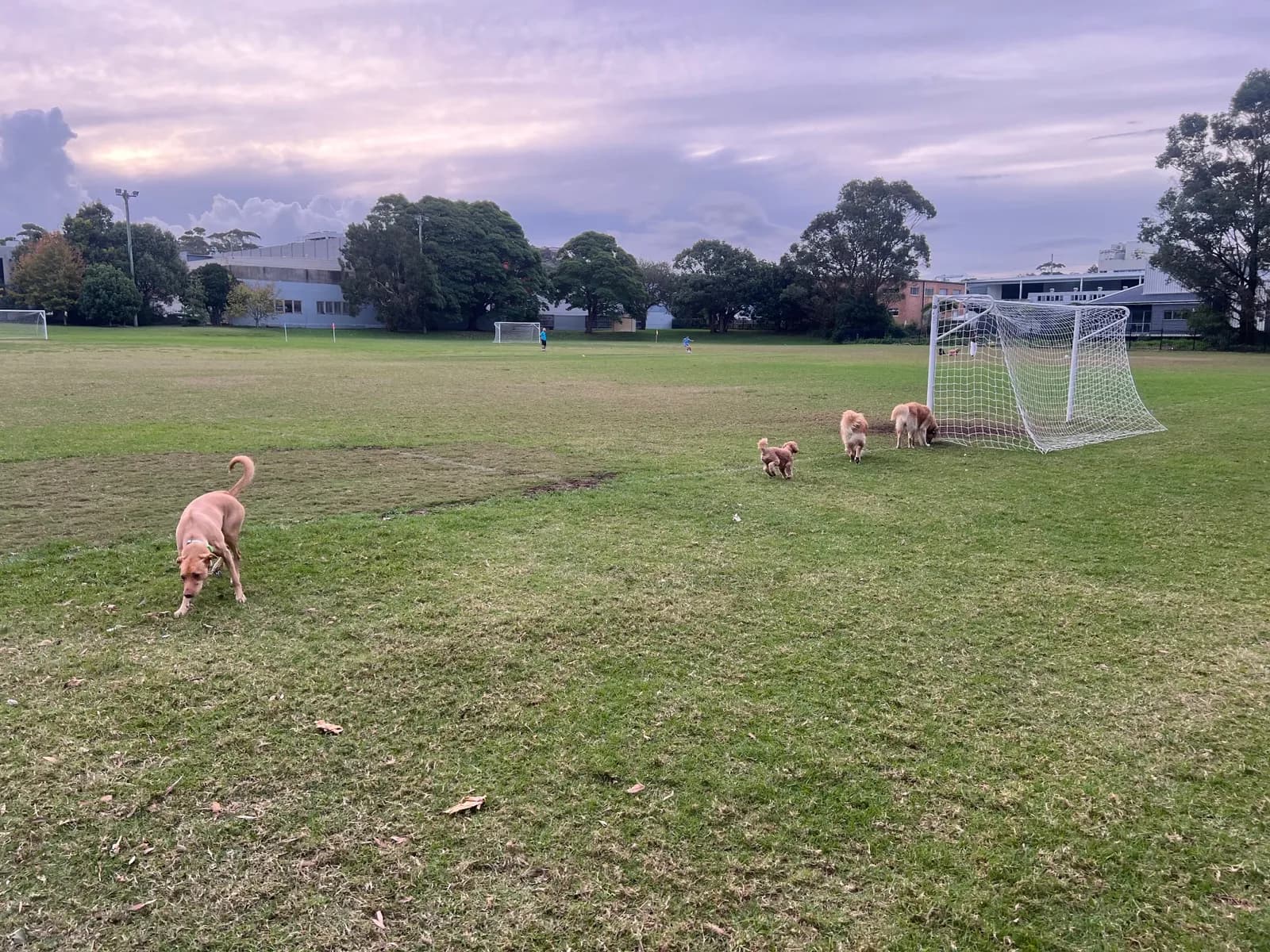 Manly West Park in Balgowlah