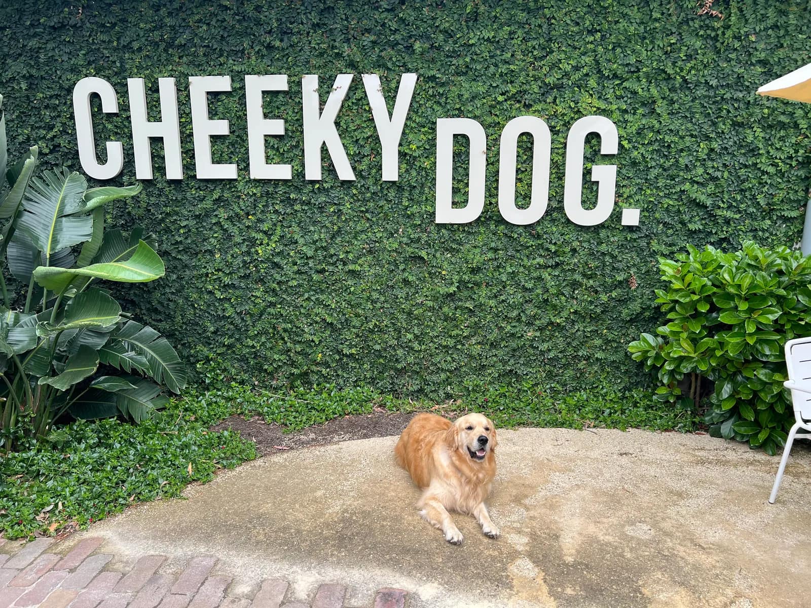 Cheeky Dog pub in Soldiers Point