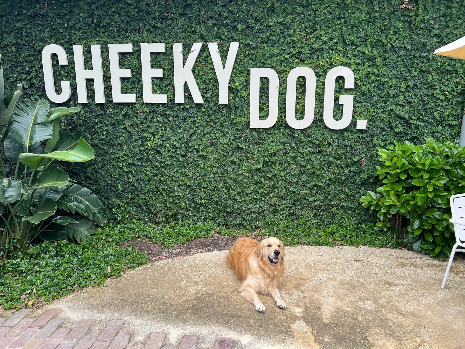 Photo from Cheeky Dog in Soldiers Point