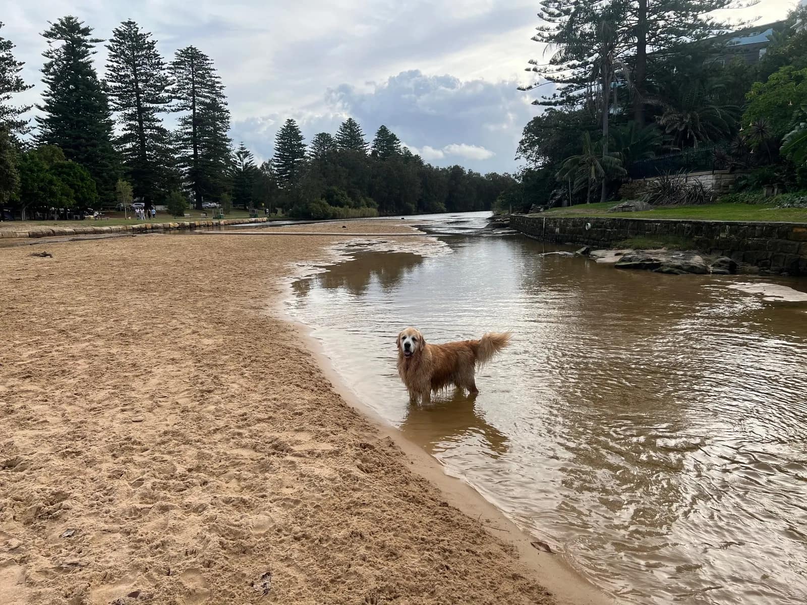 Manly Lagoon Dog Area beach in Queenscliff