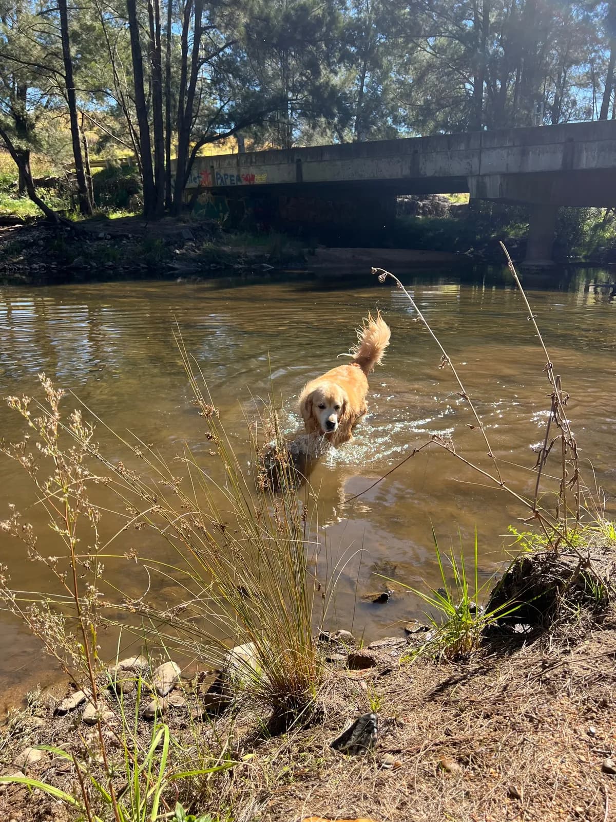 Photo from Duddawarra bridge in Little Hartley